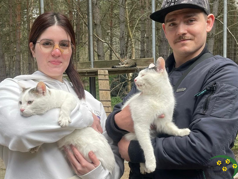 samu katze aus tierheim brandenburg