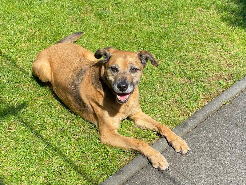 kalipay - Hund aus dem Tierheim