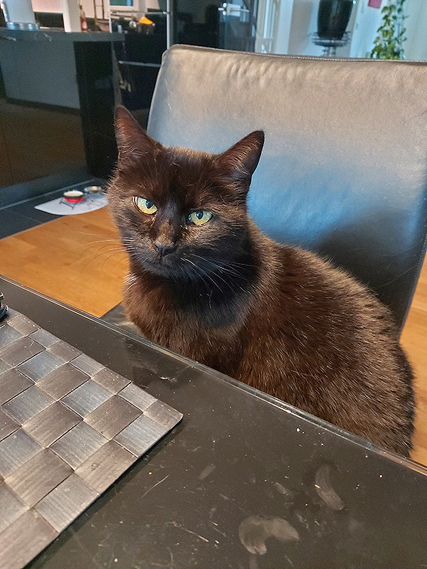 katze max aus dem tierheim