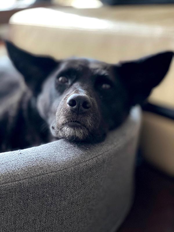 sternenkind hund stephi