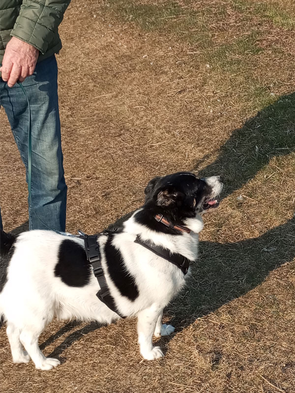 hund aus tierheim bo 1