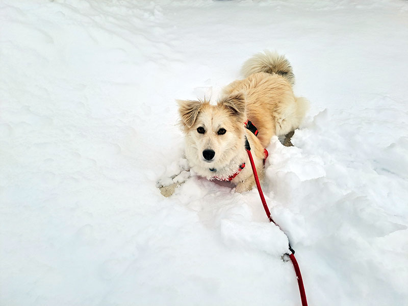 bommel hund aus tierheim 2