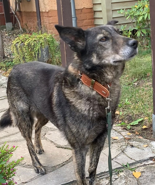 hund aus tierheim pucki 4
