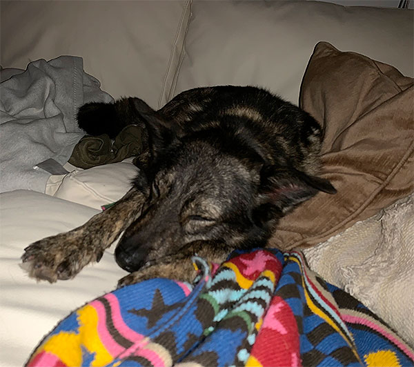 hund aus tierheim pucki