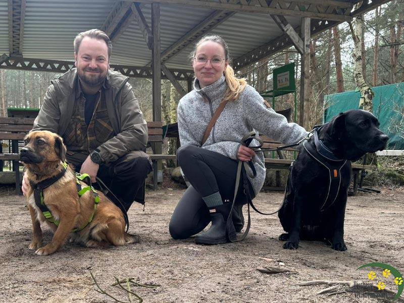 hund aus tierheim nico