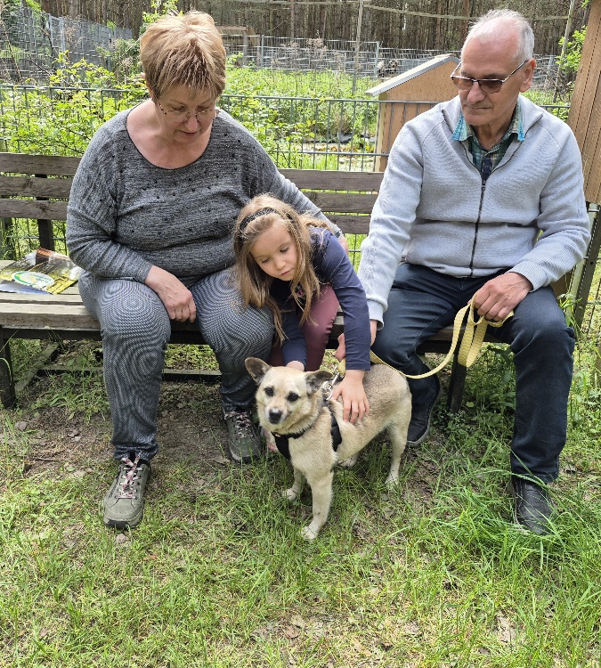 hund aus tierheim brandenburg gremlin