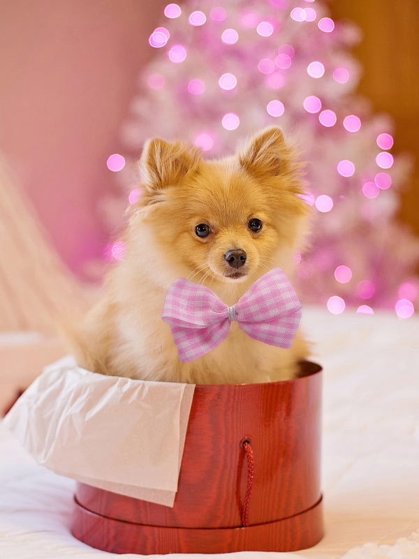 hund zu weihnachten schenken