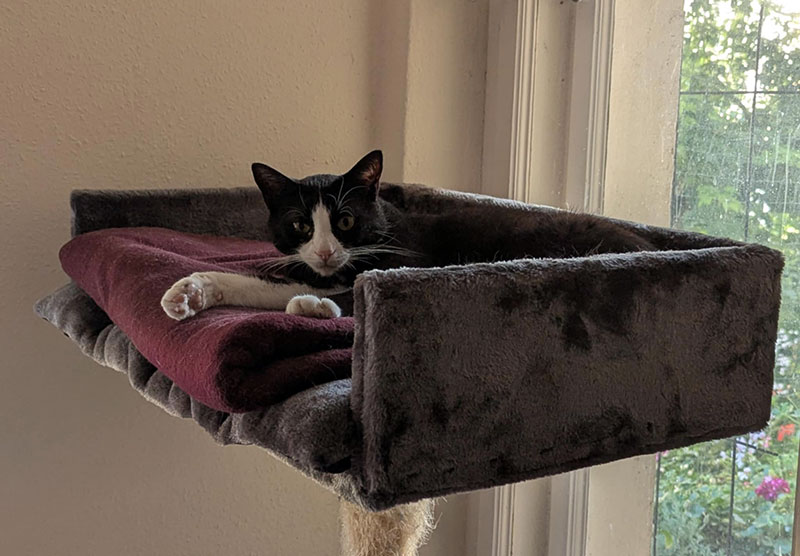 elmo katze aus dem tierheim