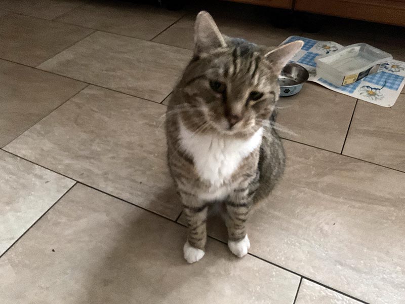 jana katze aus tierheim 0