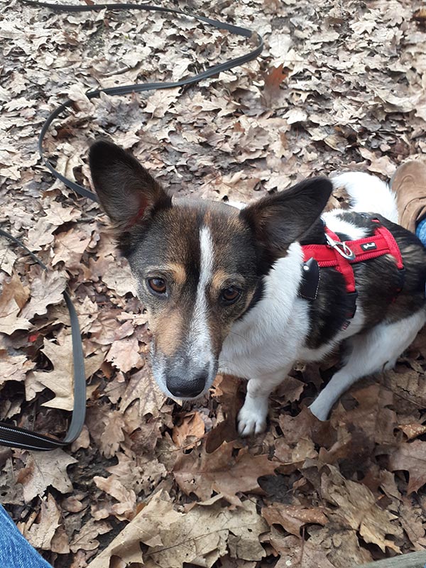 hund aus tierheim frieda 1