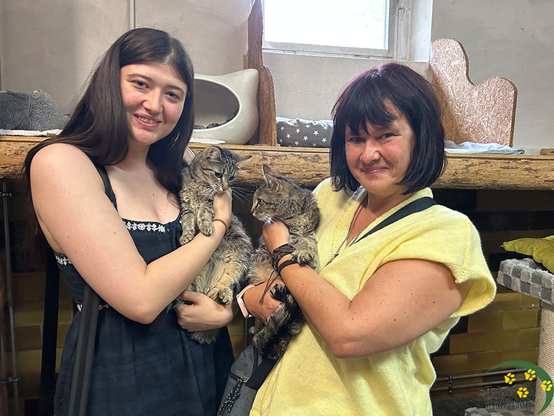 katzenwelpe sascha tierheim 0